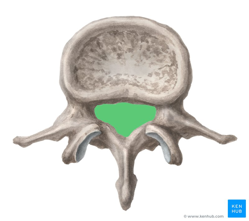 <p>Opening in vertebrae</p>