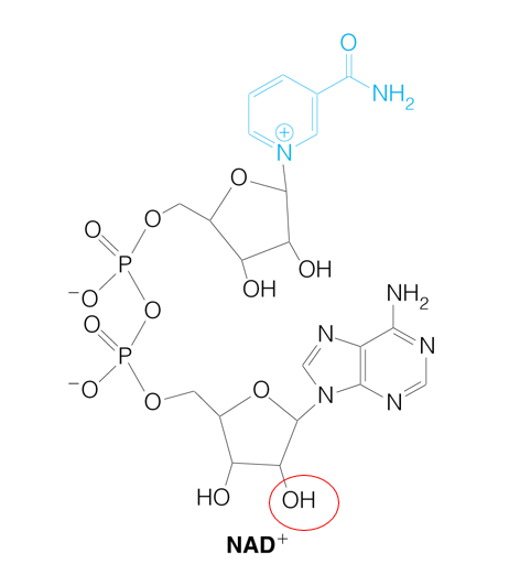 <p>Abbrev: NAD(P)+</p><p class="has-focus">Group Transfer: Hydride ion (:H-)</p><p class="has-focus">Vitamin: B3 (Niacin)</p>