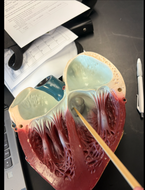 <p>What is this?</p>