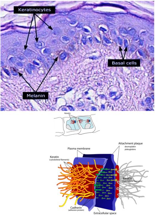 <ul><li><p>~90% of epidermis</p></li><li><p>Stratified squamous epithelium</p></li><li><p>Produce keratin</p></li><li><p>Tightly connected by desmosomes</p></li><li><p>Millions slough off every day</p></li></ul><p></p>