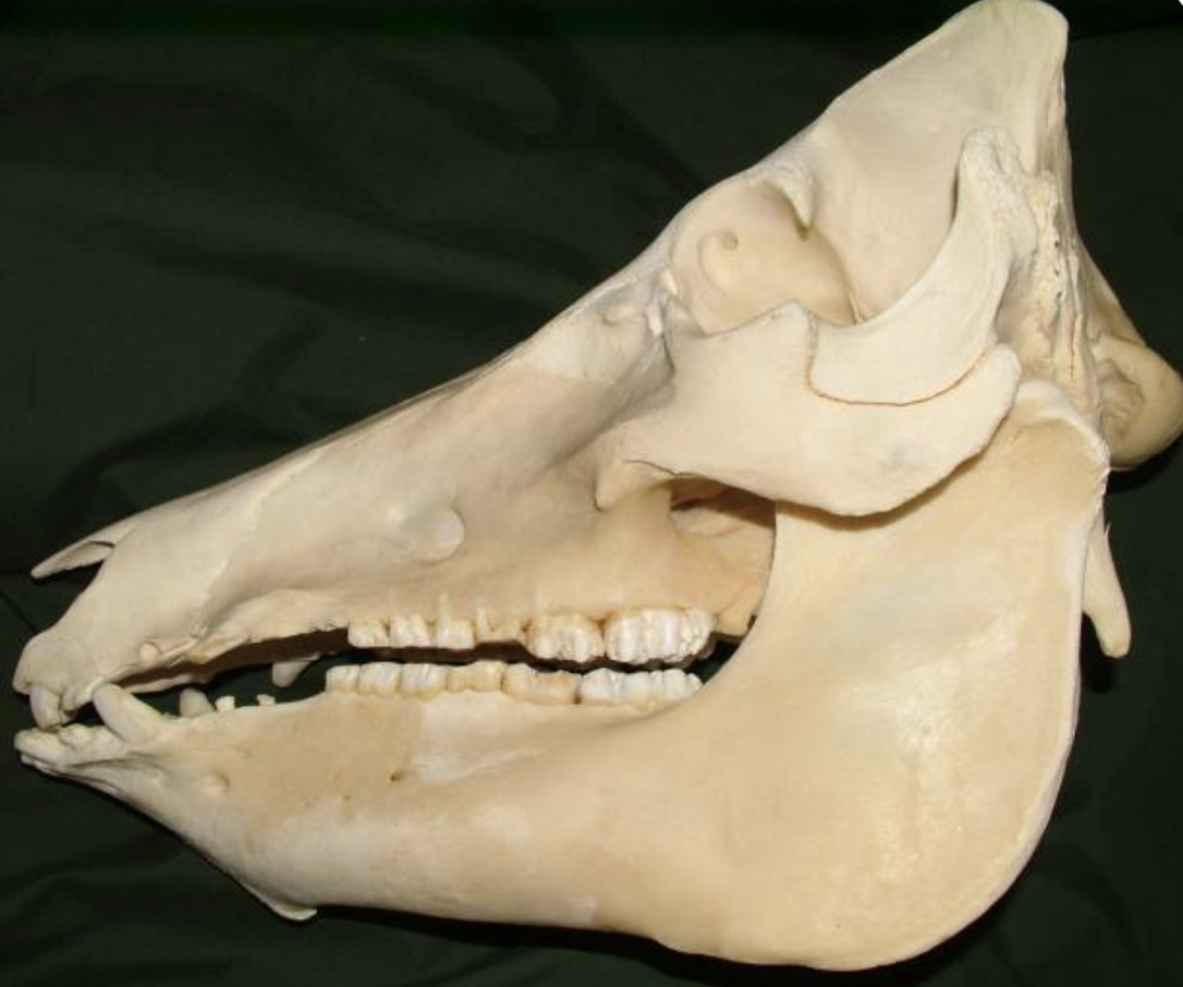 <p>Identify the species this skull belongs to</p>