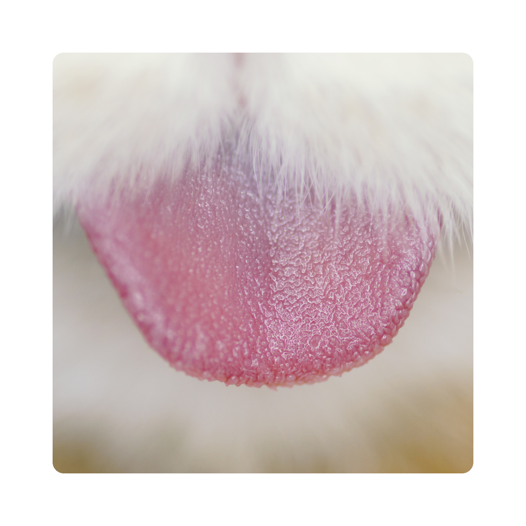 <p><span>A lizard can stick out its </span><strong>tongue</strong><span> to catch insects.</span></p>