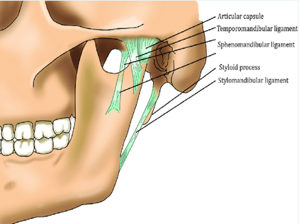 <ul><li><p>not strictly considered part of the TMJ but is located on the medial side of the mandible</p></li></ul><p></p>