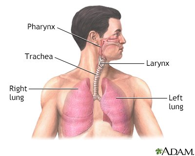 <p>the tube that leads from the larynx to the lungs , also known as the <strong>windpipe</strong></p>