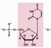 <p><span style="background-color: transparent;">Identify →nucleoside→nucleotide names→ symbols (DNA).</span></p>