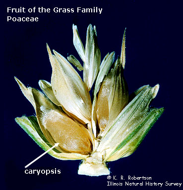 <p>Examples of plants with caryopses?</p>