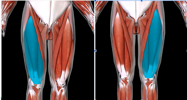 <p>Function: <strong>EXTEND LEG at KNEE  </strong></p>