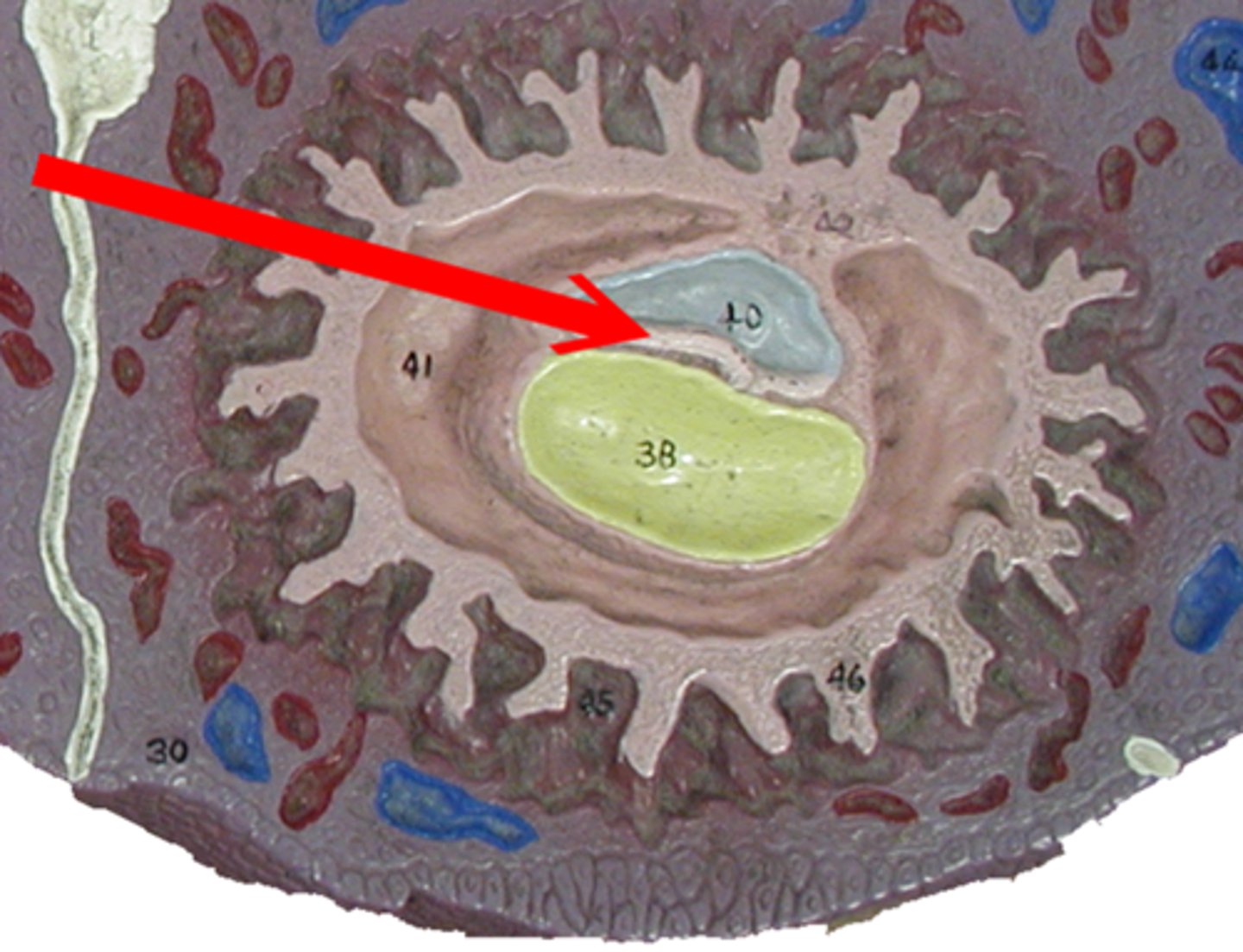 <p>developing cell, germ cell</p>