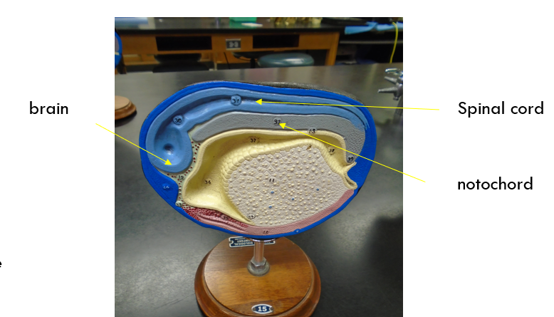 <p>neurulation/organogenesis</p>