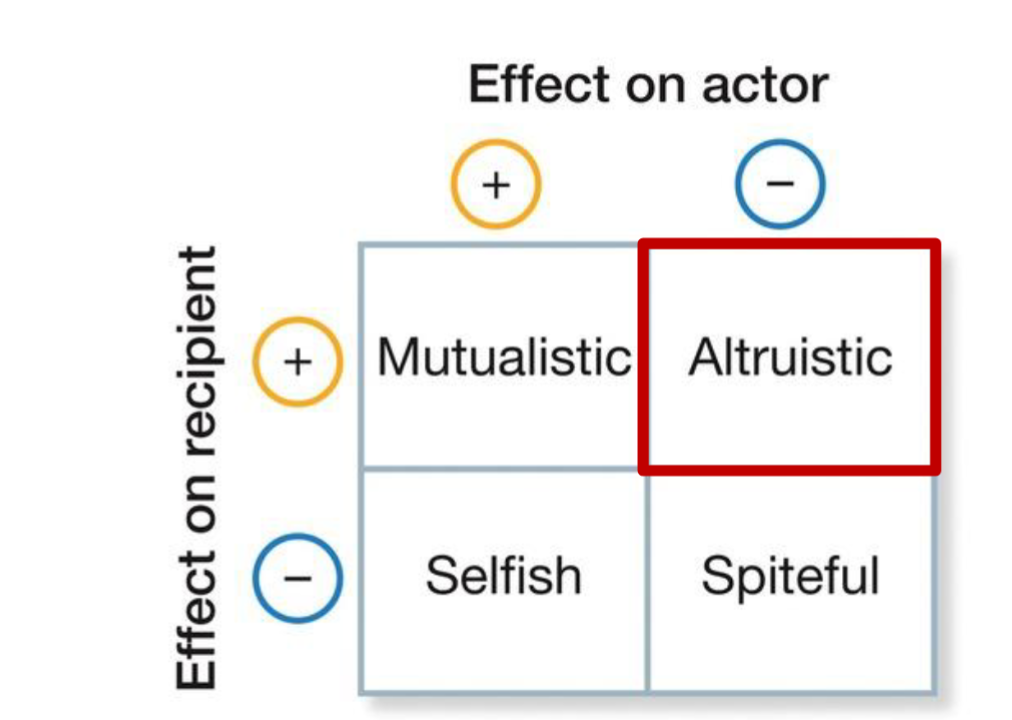 <p>co operative behaviour - behaviour thats costs the individual but benefits others</p>