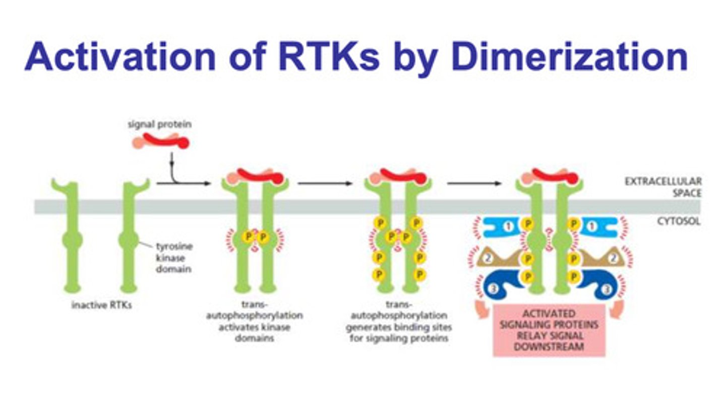 <p>- dimerization</p><p>- the two parts of the TRK domain are separated and inactive</p><p>- a signal protein binds to the both of them, and they undergo trans-autophosphorylation (also called cross-autophosphorylation)</p><p>- the phosphorylation of the domain generates binding sites for the signaling proteins</p><p>- the signaling proteins bind, and the signal is relayed downstream</p>