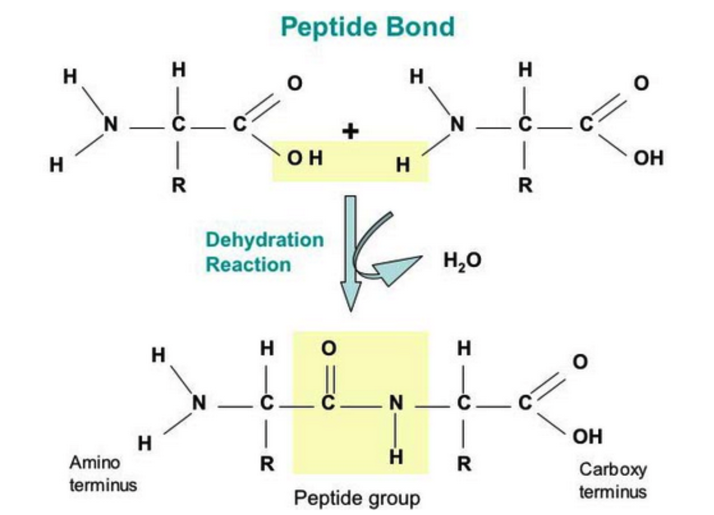 Condensation reaction between 2 amino acids