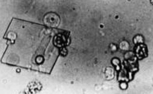 term image
