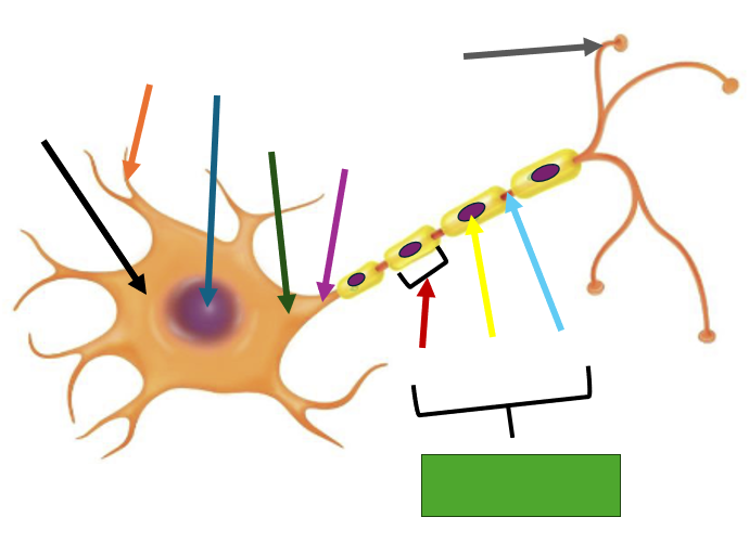 <p>The gray arrow indicates what?</p>