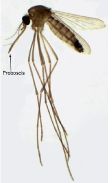 <p>Name this Fly</p>