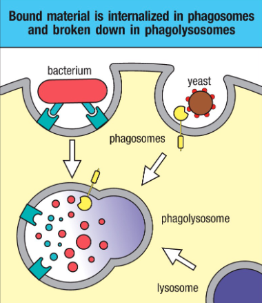 <p>Phagolysosomes contain products that can kill microbes </p><ul><li><p>Low pH/ acidification </p></li><li><p>Hydrolytic enzymes (lysozymes and proteases ) </p></li><li><p>Oxidative attack à employs reactive oxygen species (ROS) and reactive nitrogen species (RNS) </p></li><li><p>Antimicrobial peptides (eg. defensins and cathelicidin)</p></li></ul><p></p>