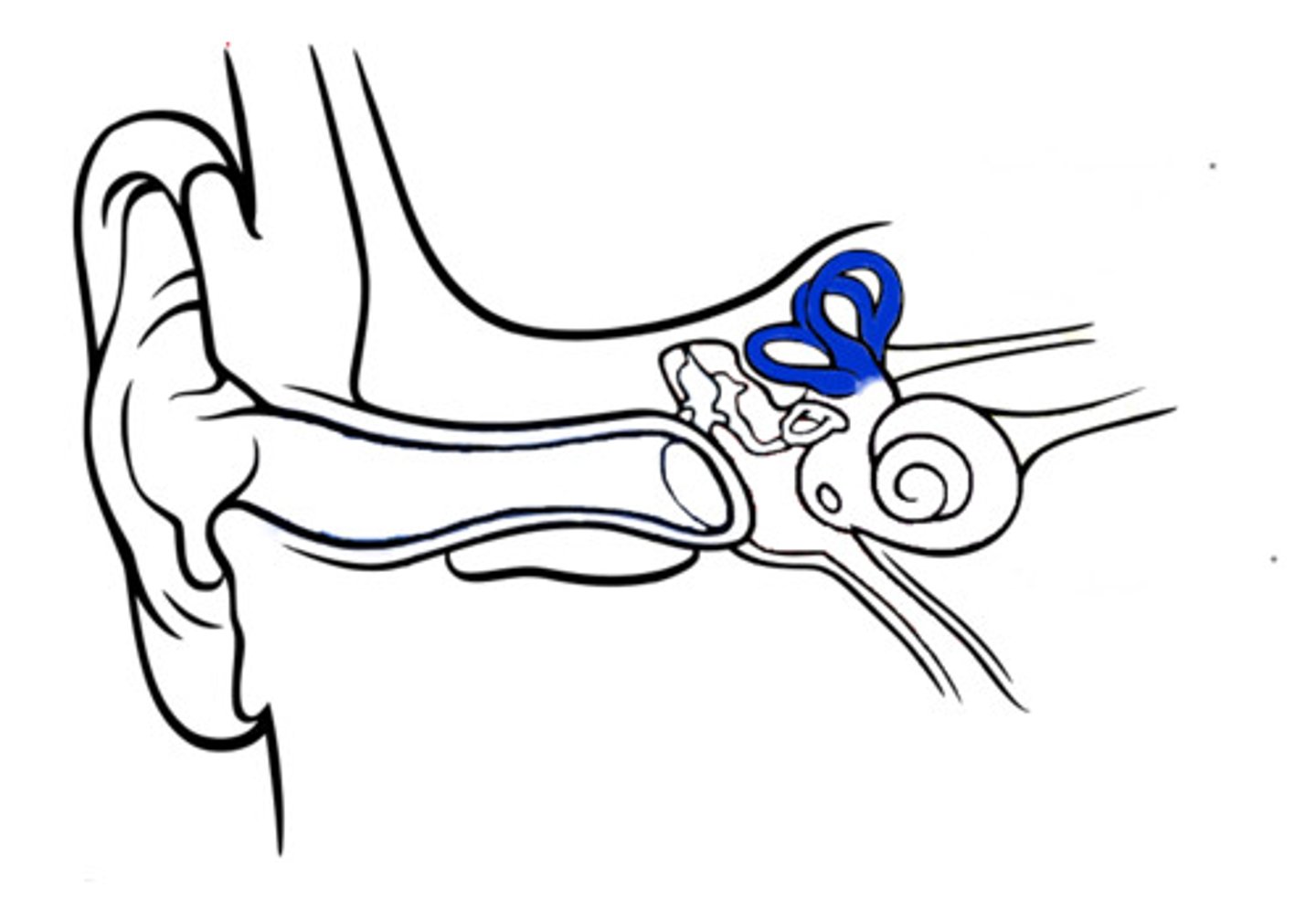 <p>Fluid-filled structures in the inner ear that detect rotational movements of the head. They play a crucial role in the vestibular sense, helping to maintain balance and coordination by sending signals to the brain about changes in head position and movement.</p>