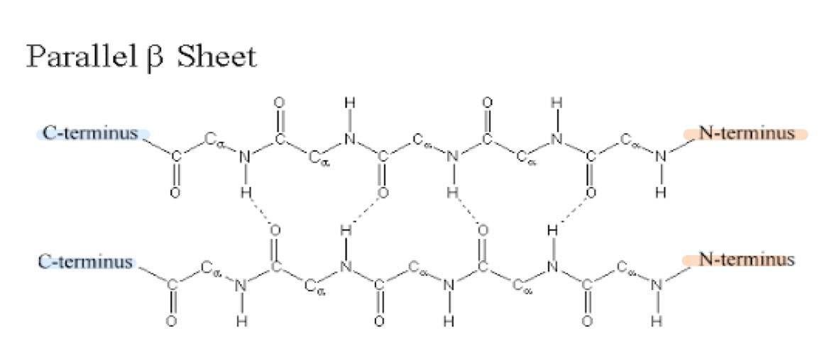 ~ H-bonded extend in the SAME DIRECTION
~ the adjacent strands run in the SAME DIRECTION