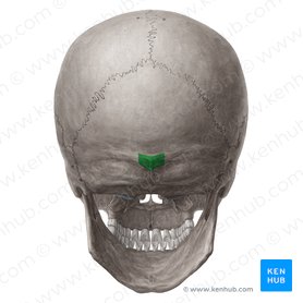 <p>Small bump on occipital bone which serves as a muscular attachment point</p>