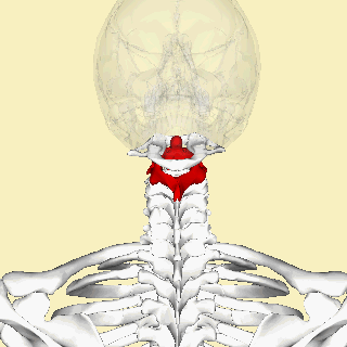 <p><span>"axis of rotation." This vertebra has a prominent </span><strong>"tooth"</strong><span> or </span><strong>"peg"</strong><span> sticking up (the odontoid process or dens) that the Atlas (C1) rotates around, allowing you to shake your head "no." Look for the </span><strong>"tooth"</strong><span> on the top!</span></p>