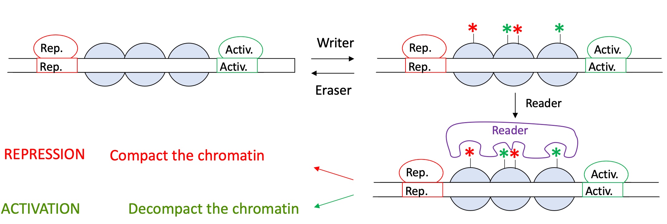 <p>1.4.2 how does histone post translational modification impact the activity of transcription</p>
