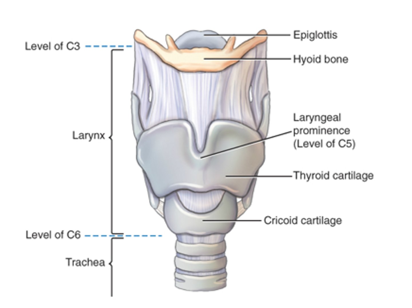 <p>d. Laryngeal prominence</p>