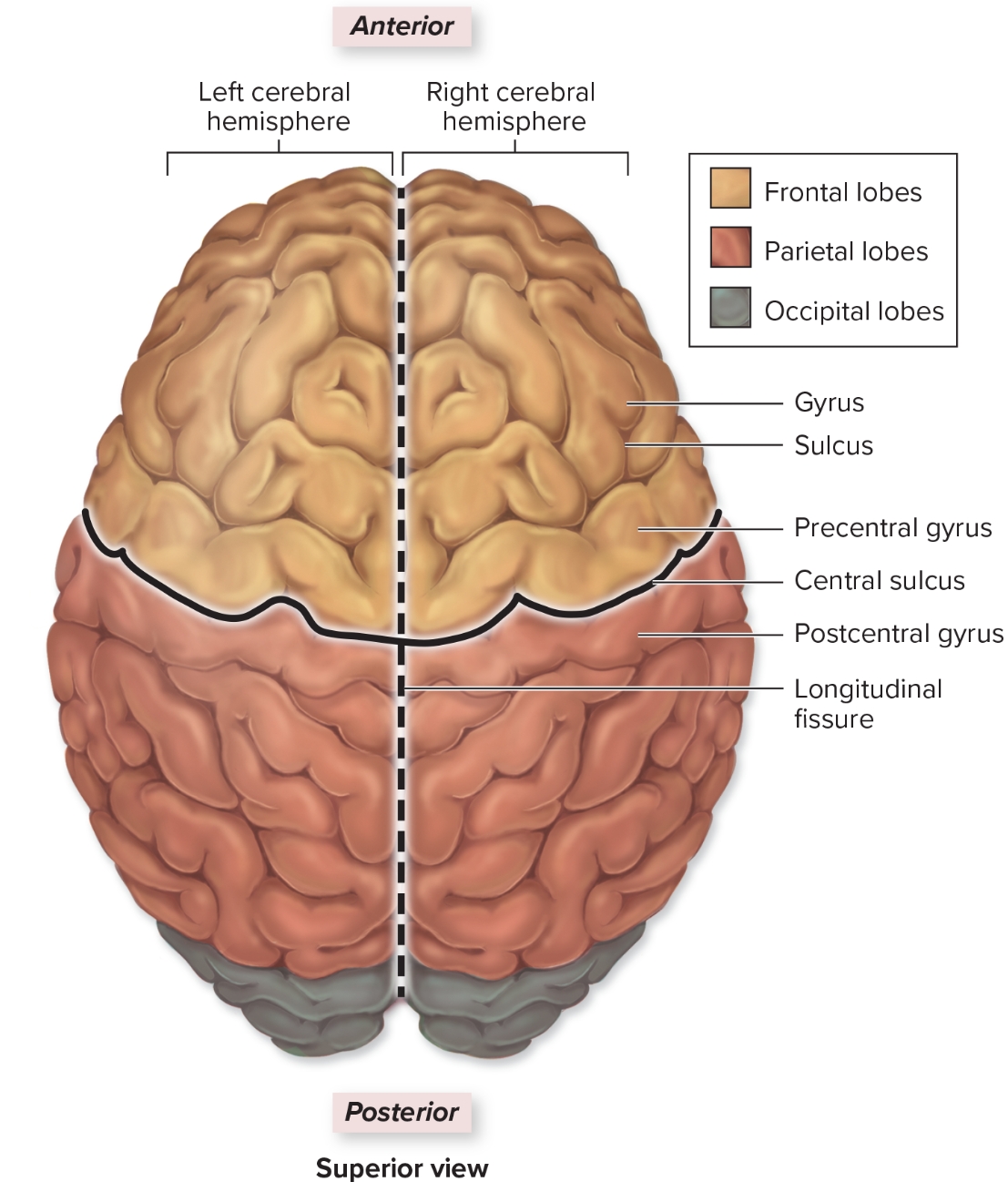 <p>Temporal lobe</p>