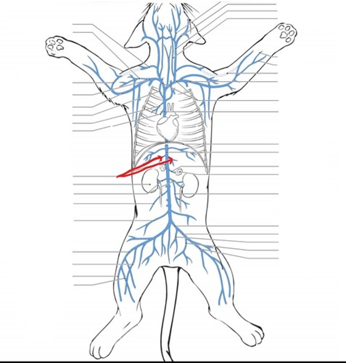 <p>identify the veins</p>