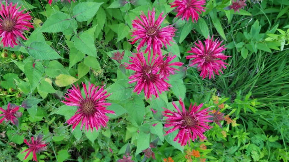 <p>A flowering plant known for its aromatic leaves and bright, tubular flowers that attract bees. Monarda didyma</p>