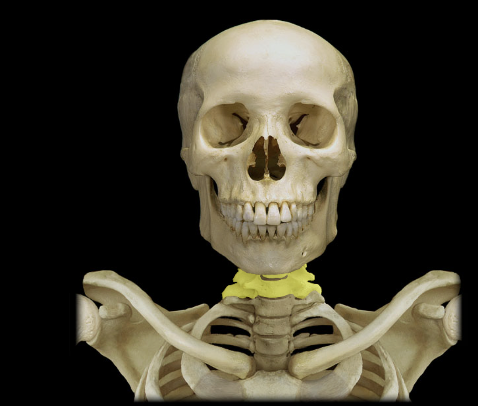 <p>Cervical vertebra</p>