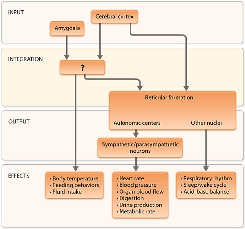 <p>Name the structure identified with a question mark from this summary chart of how the nervous system controls homeostasis</p>