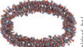 <p>Hold amino acids and other substances in stored form</p>