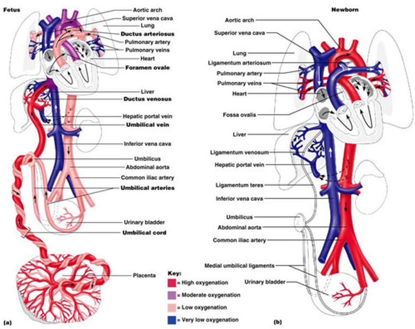 <p>remnant of ductus venosus</p>