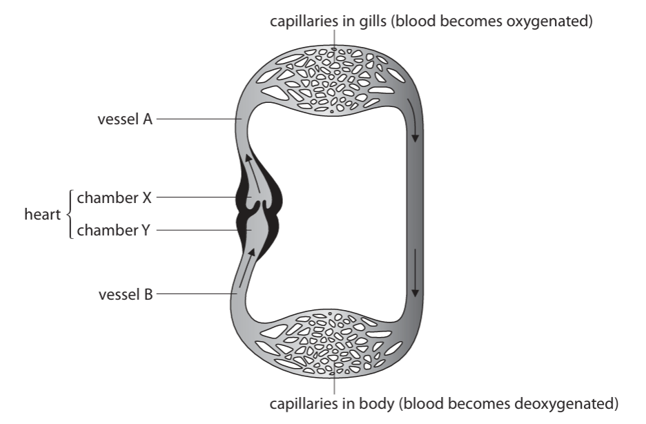 <p>Describe how the structure of a fish heart differs from that of a human heart.(3)</p>