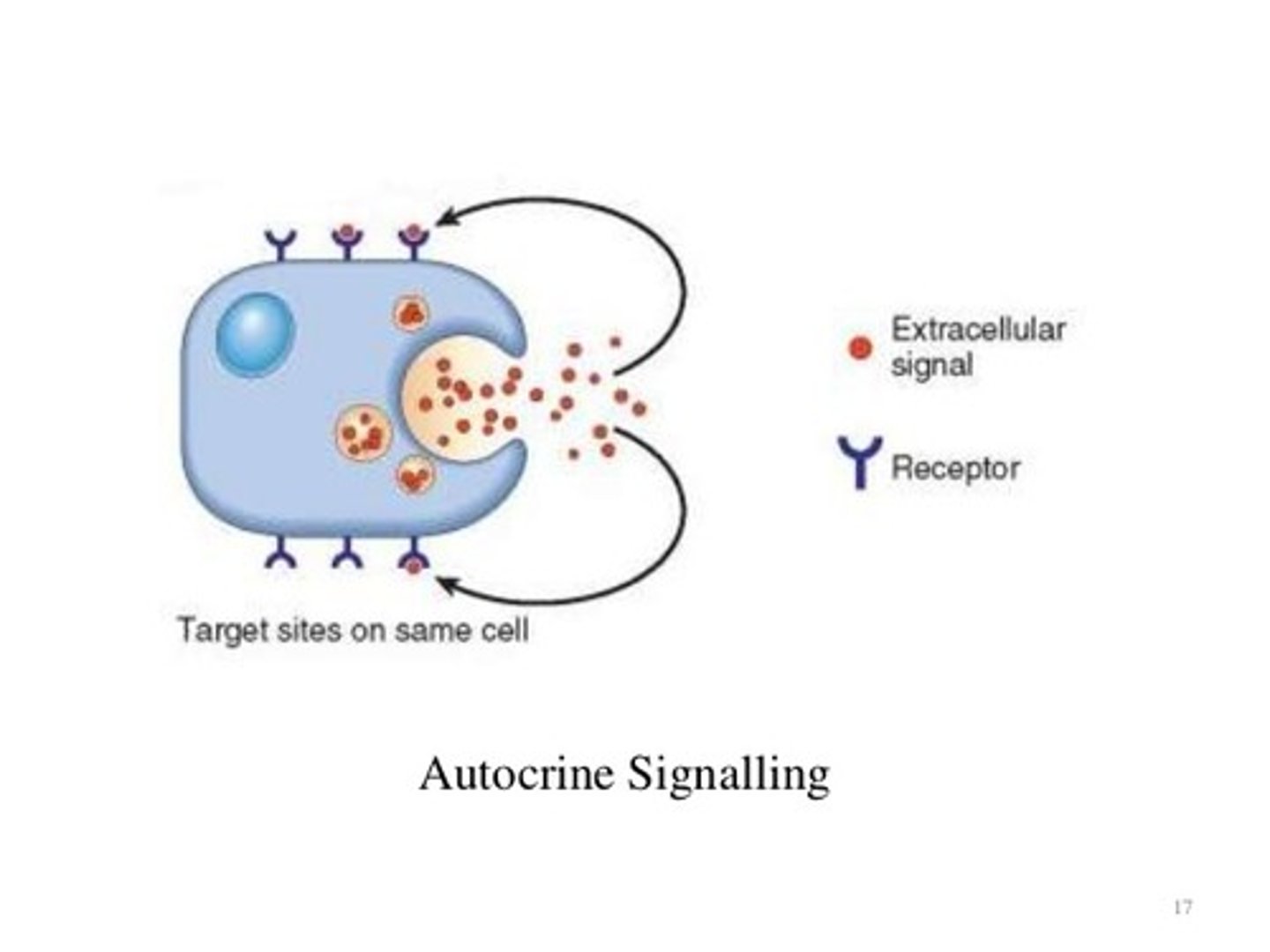 <p>(B) Autocrine Signaling</p><p>Monocytes produce a chemical called Cytokine Interleukin-1 which then binds to a receptor on Monocytes. This is an example of Autocrine Signaling in which signals are transmitted from one cell to the very same cell.</p>