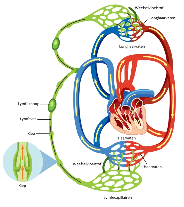 <ul><li><p><strong>Gesloten systeem</strong> → bloed blijft altijd in de vaten</p></li><li><p><strong>Heeft een pomp</strong> → het <strong>hart</strong> pompt het bloed rond</p></li><li><p><strong>Functie:</strong> transport van zuurstof, voedingsstoffen, afvalstoffen, hormonen</p></li><li><p><strong>Soorten vaten:</strong> slagaders, haarvaten, aders</p></li></ul><p></p>