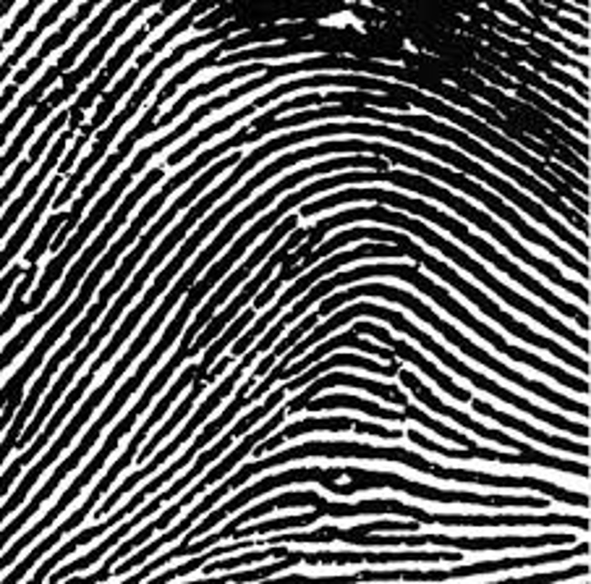 <p>made up of ridges lying one above another</p>