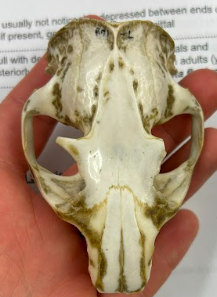<p>yellow-bellied marmot </p><p>depression in nasal bone</p>