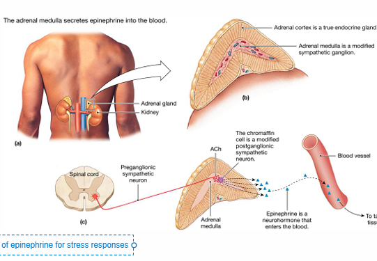 <ul><li><p>• Modified Sympathetic Ganglion</p></li><li><p><strong>SNS preganglionic neurons synapse onto this adrenal structure</strong></p></li><li><p>• Stimulated in response to a significant stressor</p></li><li><p><strong>Releases Epinephrine (80%) and NE (20%) into the blood •</strong></p><ul><li><p>Neurohormone • Systemic, less selective responses (any tissue with adrenergic receptors)</p></li><li><p><strong>Neurons have lots of norepinephrine, but the blood requires a lot of epinephrine for stress response</strong></p></li></ul></li></ul><p></p>