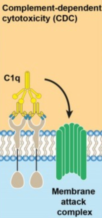 <p>What is complement-dependent cytotoxicity (CDC) in mAb therapy?</p>