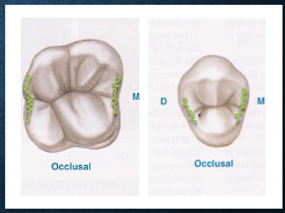 <p>raised borders on mesial and distals.&nbsp;</p>
