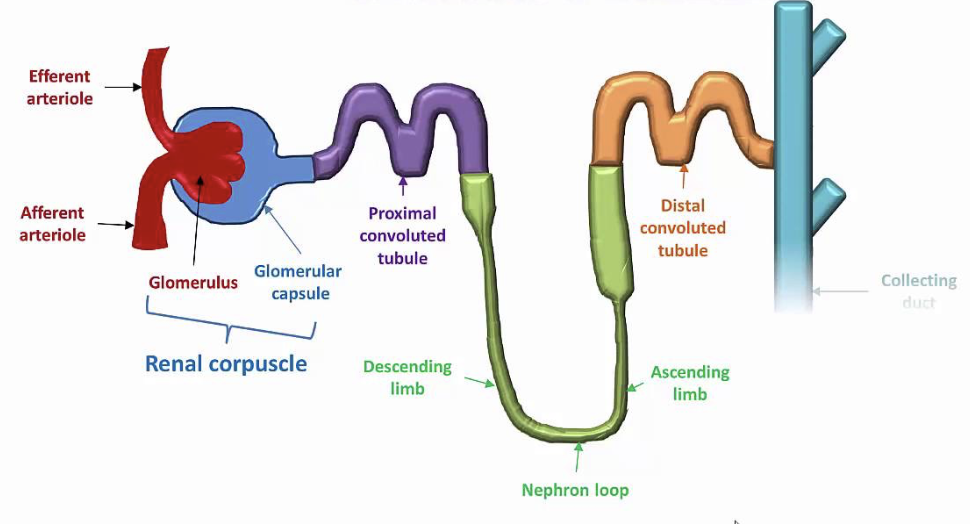 <p>Two main parts: </p><ol><li><p><strong>Renal corpuscle</strong></p></li><li><p><strong>Renal tubule</strong></p></li></ol><p></p>