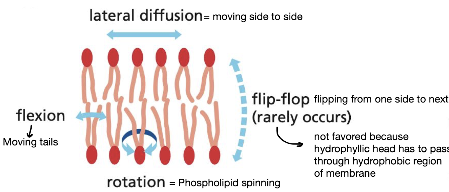<ol><li><p>flexion</p></li><li><p>lateral diffusion</p></li><li><p>flip-flops (rare)</p></li><li><p>rotation</p></li></ol>