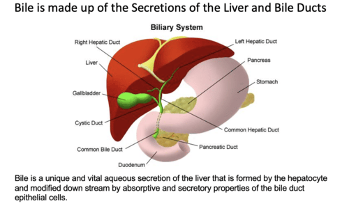 <p>common hepatic duct</p>