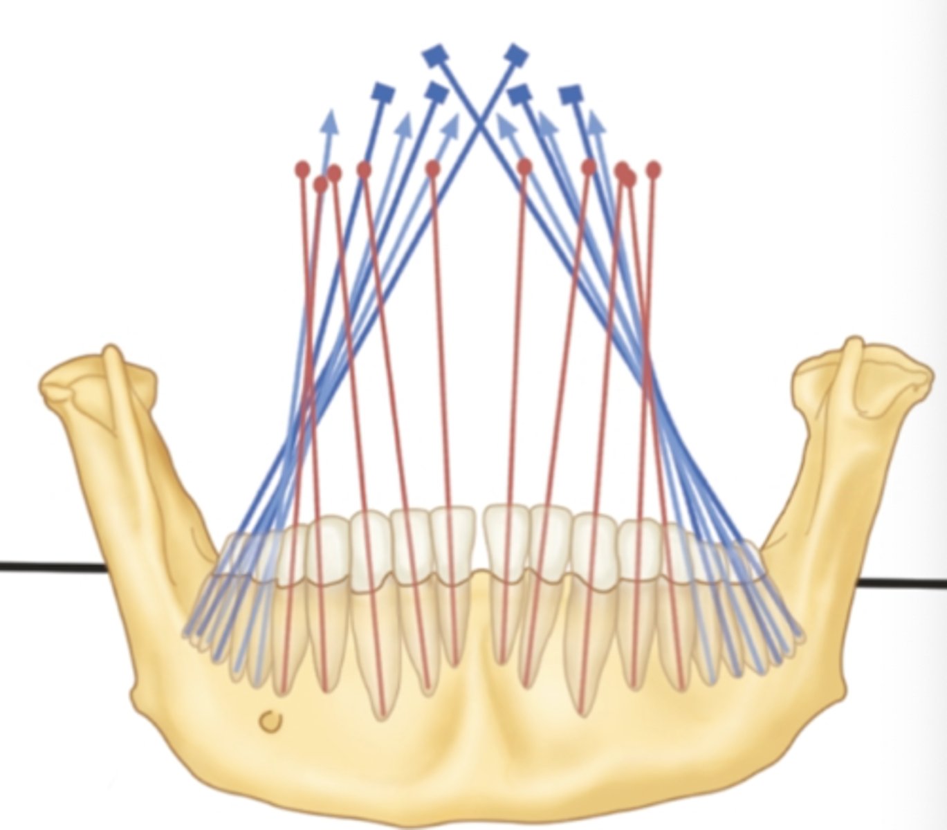 <p>from a frontal view, the <strong>mandible's</strong> <strong>posterior</strong> teeth have a _____ inclination</p>