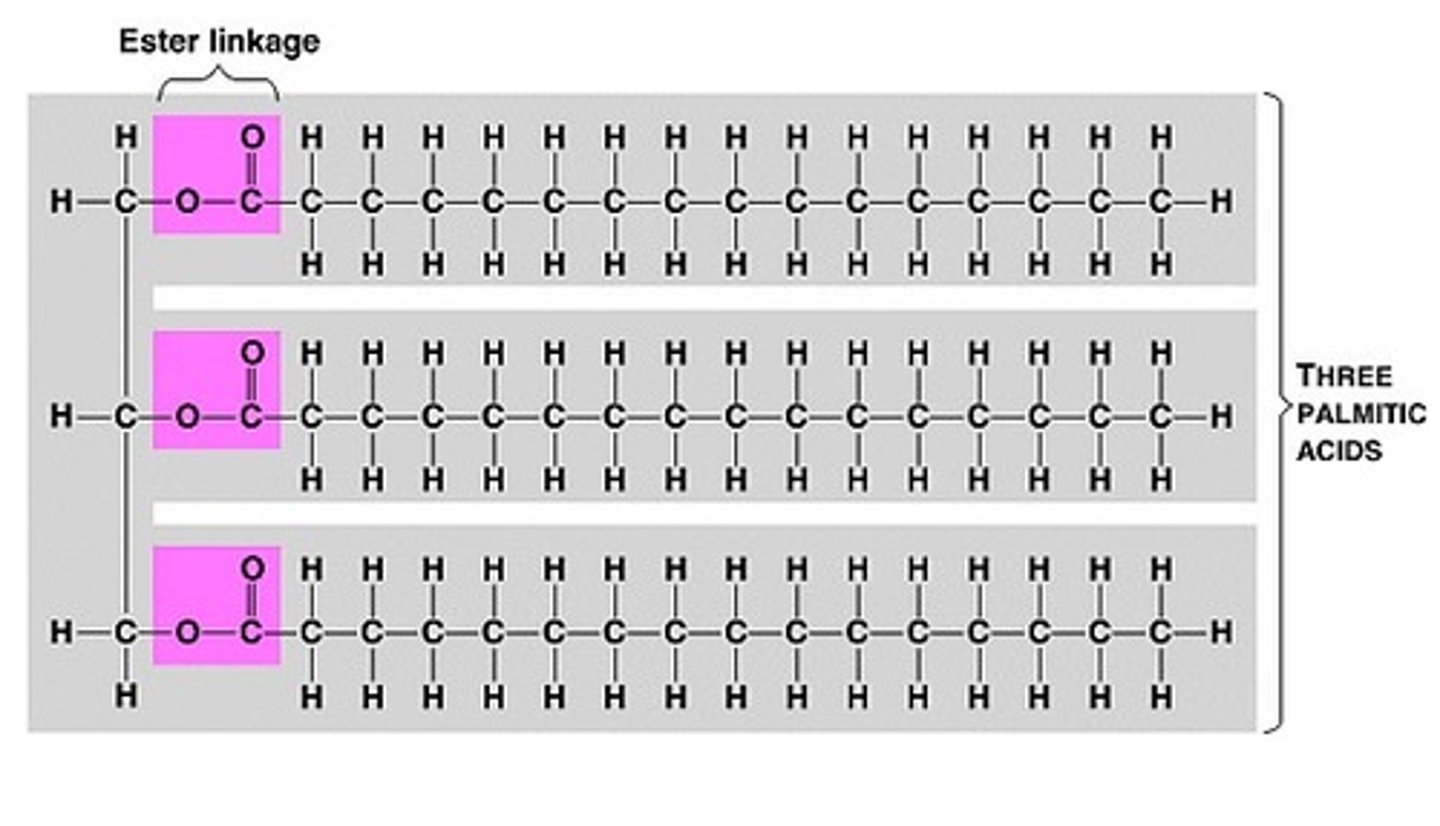 <p>An ester bond/link.<br>Formed between the OH groups on the glycerol and fatty acid by a condensation reaction.</p>
