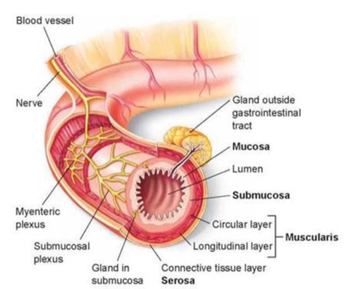 <p>Tubular digestive tracts with two openings, allowing for a one-way movement of food, digestion occurs in specialized regions.</p>
