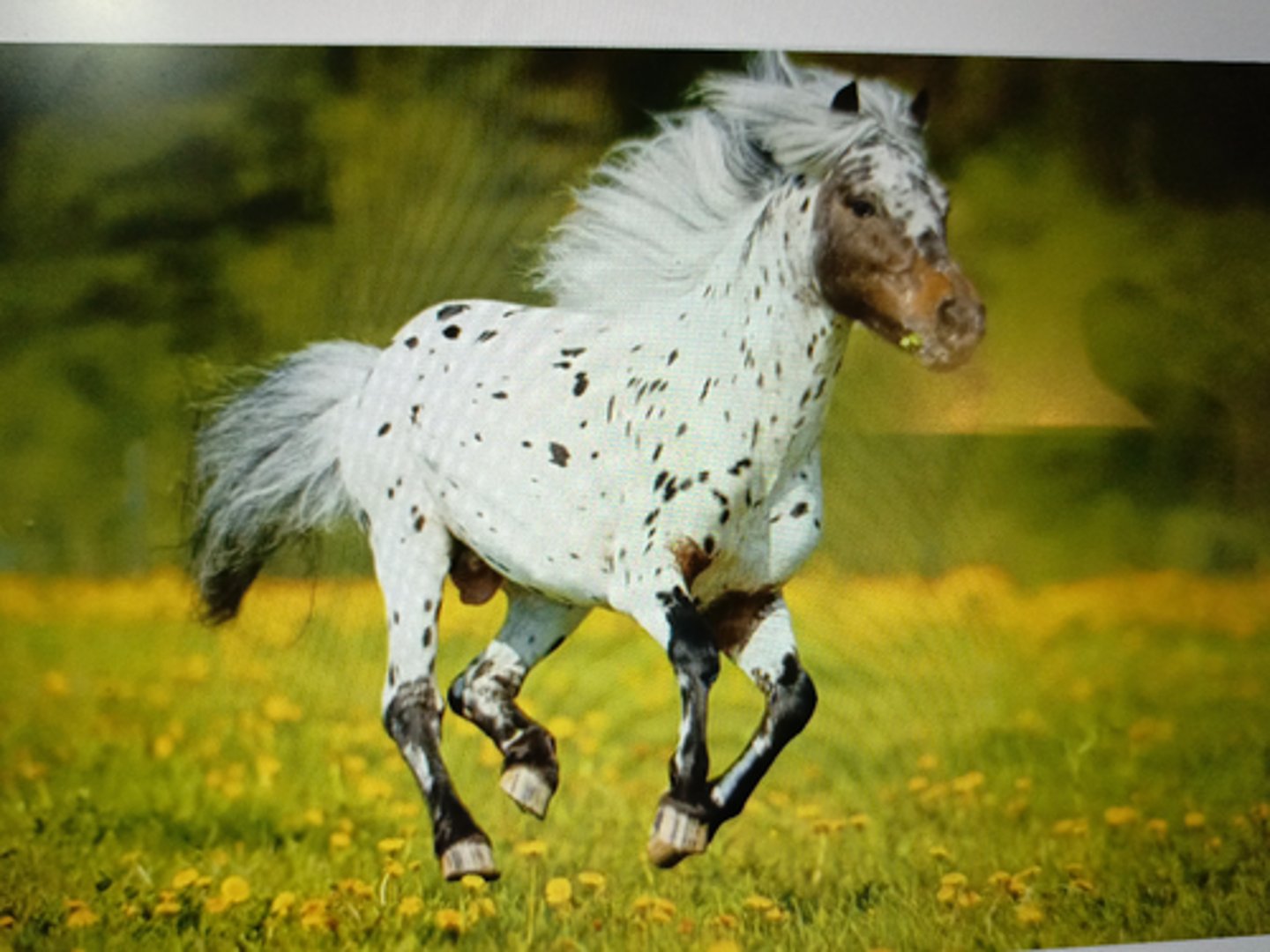 <p>-Argentinian small breed of horse</p><p>-Worlds smallest bred of horse</p><p>-height: 25-24 inches</p><p>-Descend from Andalusian &amp; other Iberian Stock (Spain)</p>