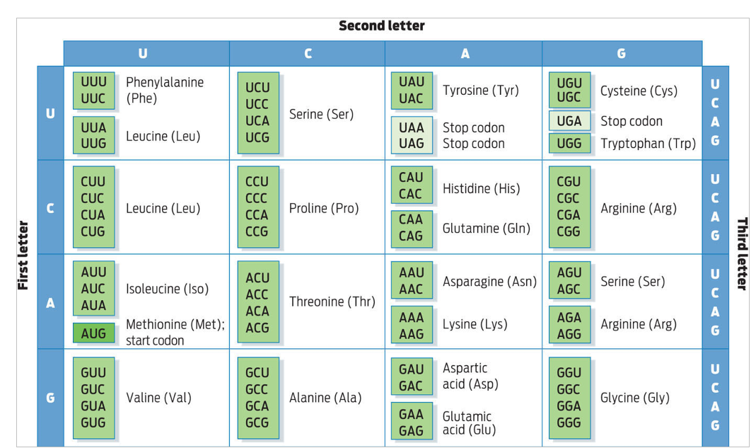 <p>For each gene below, use the codon table to determine the amino acid chain that will be produced by transcription and translation</p><p>DNA sense strand <strong>ATG TCA CAT TTT GAC TGG CGT CTC GAA TAG</strong></p><p>DNA anti-sense strand <strong>TAC AGT GTA AAA CTG ACC GCA GAG CTT ATC</strong></p>