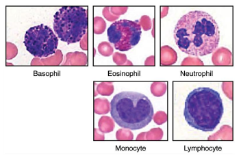 <p>Monocytes are large, circulating white blood cells with a kidney-shaped nucleus.</p><ul><li><p>Largest WBC&nbsp;</p></li><li><p>Phagocytic&nbsp;</p></li><li><p>Turn into macrophages when they leave the blood stream</p></li></ul><p></p>